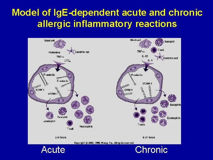 Model of Ig. E-dependent acute and chronic allergic inflammatory reactions Acute Chronic 