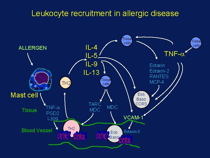 Leukocyte recruitment in allergic disease Tissue cells IL-4 IL-5 IL-9 IL-13 ALLERGEN TH 2
