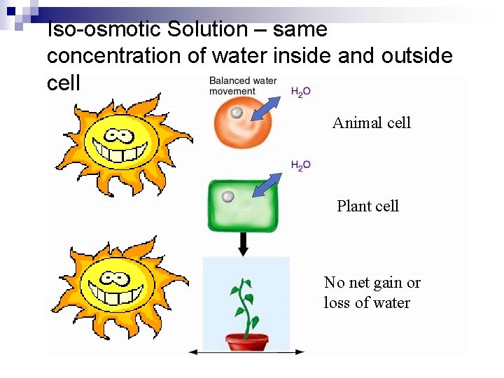 Iso-osmotic Solution – same concentration of water inside and outside cell Animal cell Plant