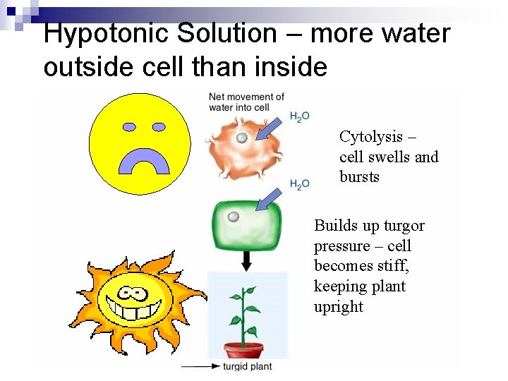 Hypotonic Solution – more water outside cell than inside Cytolysis – cell swells and