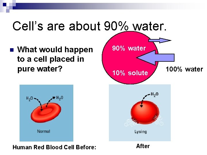 Cell’s are about 90% water. n What would happen to a cell placed in