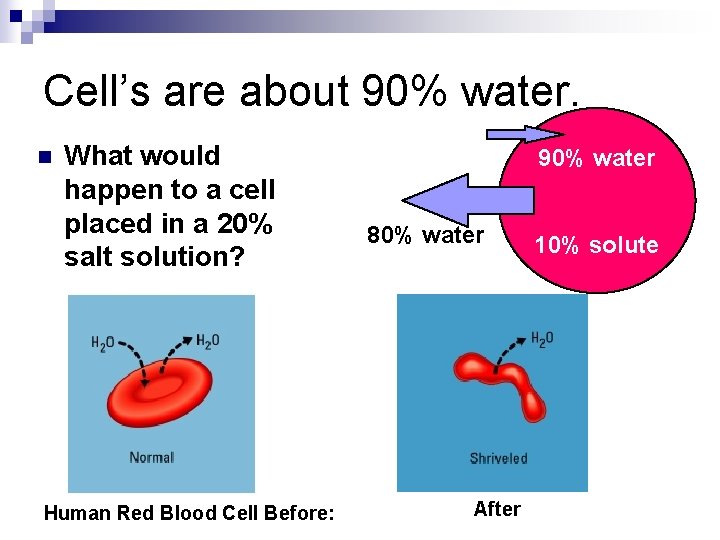 Cell’s are about 90% water. n What would happen to a cell placed in