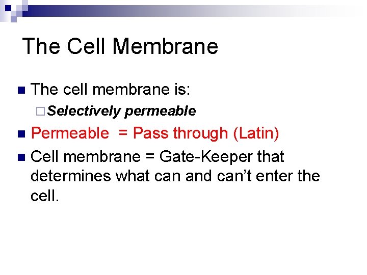 The Cell Membrane n The cell membrane is: ¨ Selectively permeable Permeable = Pass