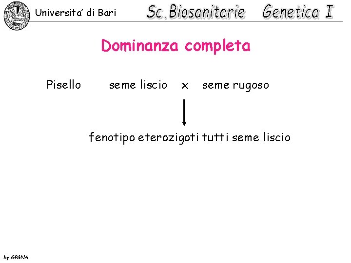 Universita’ di Bari Dominanza completa Pisello seme liscio x seme rugoso fenotipo eterozigoti tutti