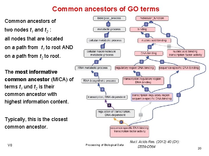 Common ancestors of GO terms Common ancestors of two nodes t 1 and t