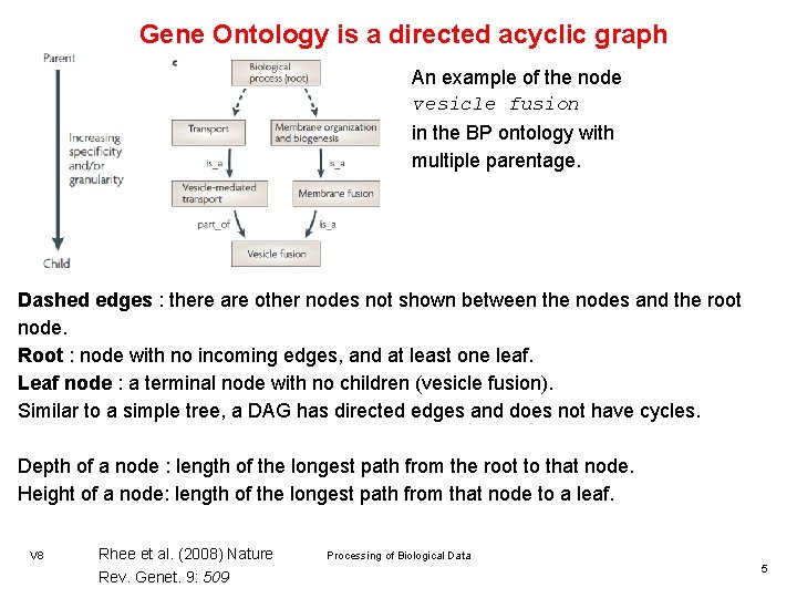 Gene Ontology is a directed acyclic graph An example of the node vesicle fusion
