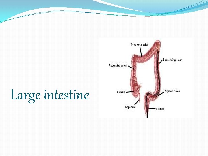 Large intestine 