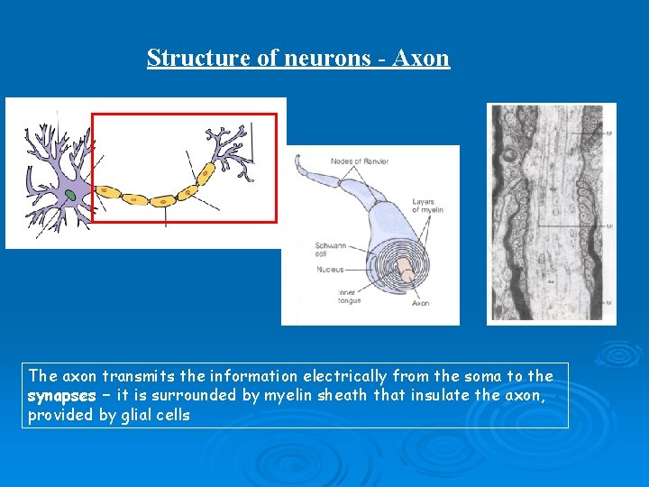 Structure of neurons - Axon The axon transmits the information electrically from the soma