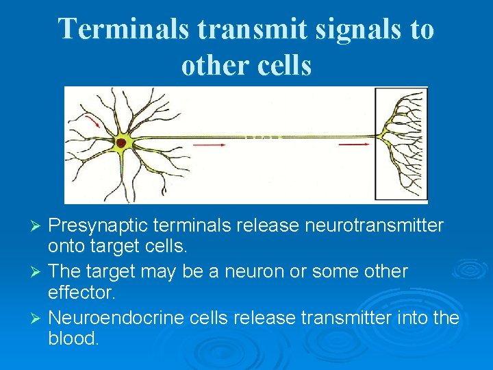 Terminals transmit signals to other cells Presynaptic terminals release neurotransmitter onto target cells. Ø
