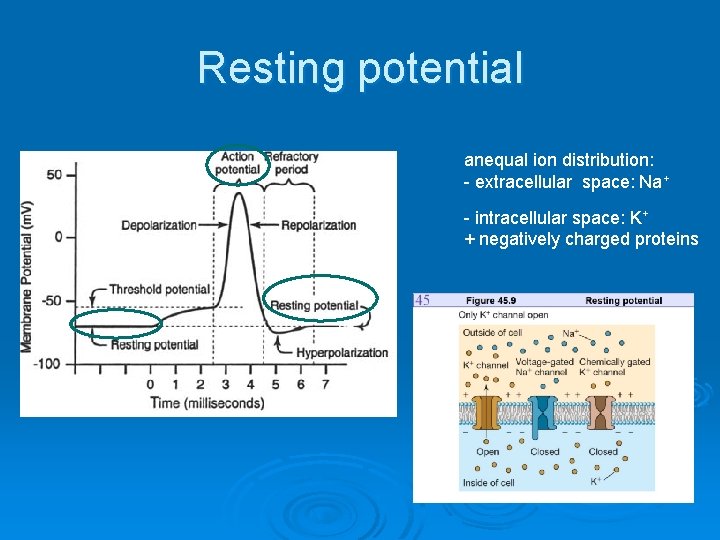 Resting potential anequal ion distribution: - extracellular space: Na+ - intracellular space: K+ +