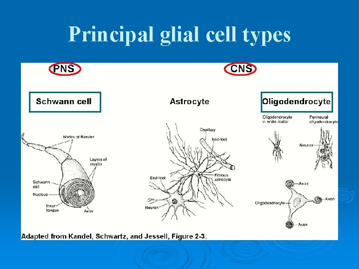 Principal glial cell types 