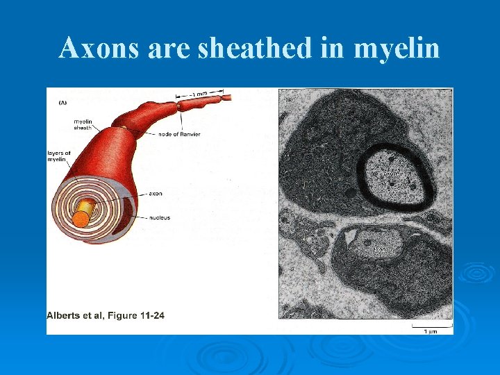 Axons are sheathed in myelin 