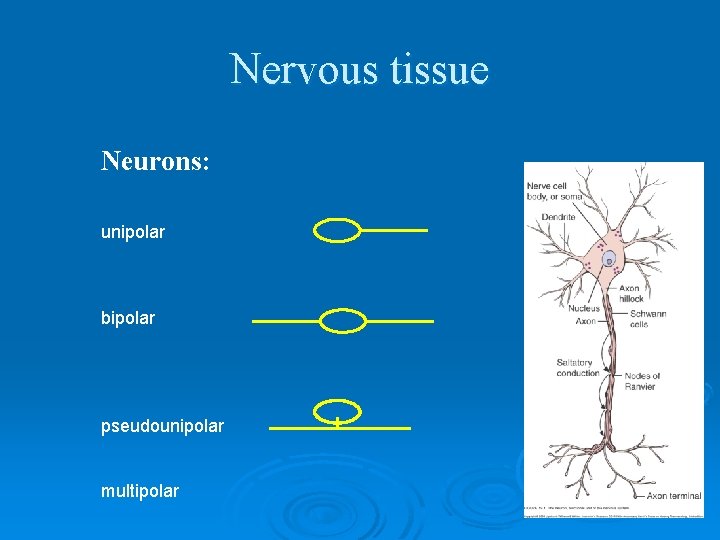 Nervous tissue Neurons: unipolar bipolar pseudounipolar multipolar 