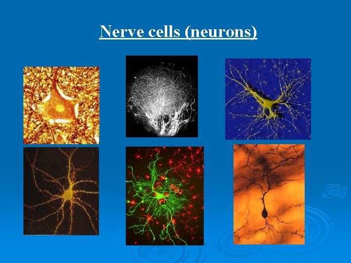 Nerve cells (neurons) 
