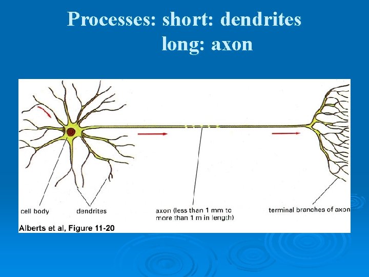 Processes: short: dendrites long: axon 