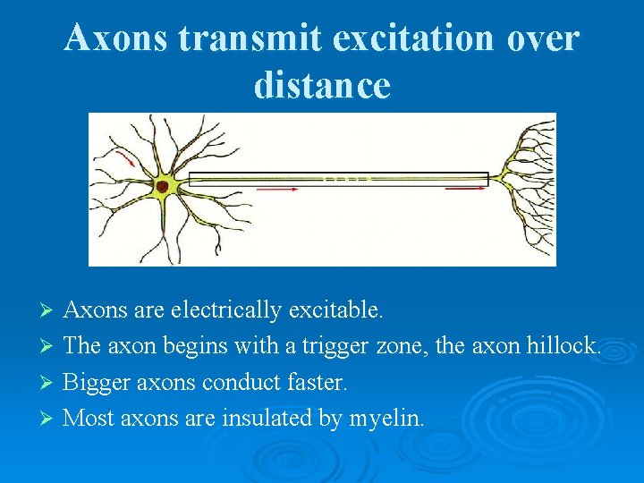Axons transmit excitation over distance Axons are electrically excitable. Ø The axon begins with