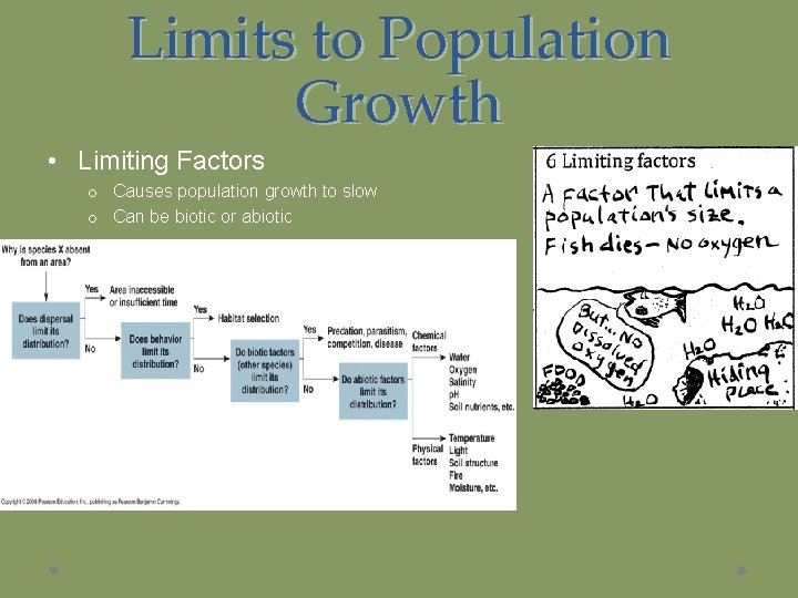 Limits to Population Growth • Limiting Factors o Causes population growth to slow o