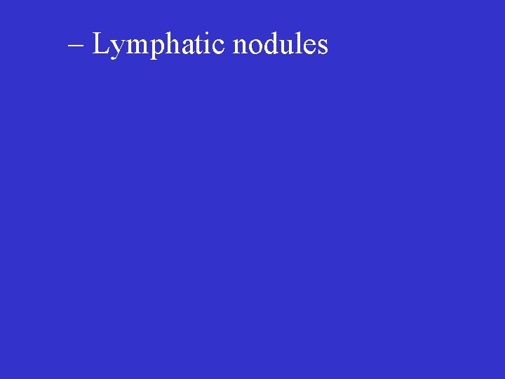 – Lymphatic nodules 