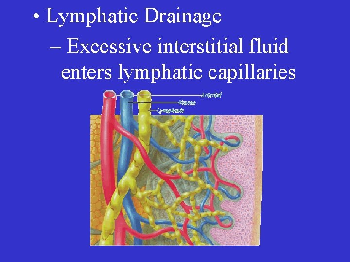  • Lymphatic Drainage – Excessive interstitial fluid enters lymphatic capillaries 