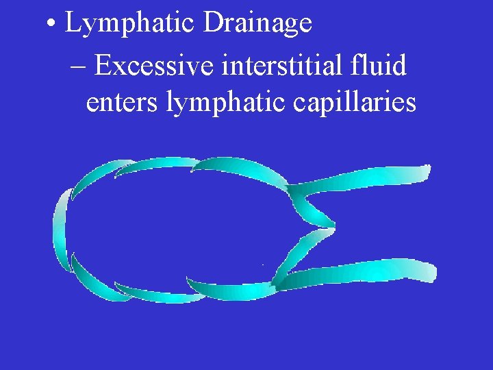  • Lymphatic Drainage – Excessive interstitial fluid enters lymphatic capillaries 