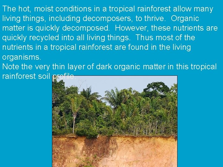 The hot, moist conditions in a tropical rainforest allow many living things, including decomposers,