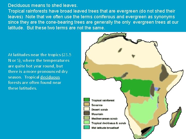 Deciduous means to shed leaves. Tropical rainforests have broad leaved trees that are evergreen