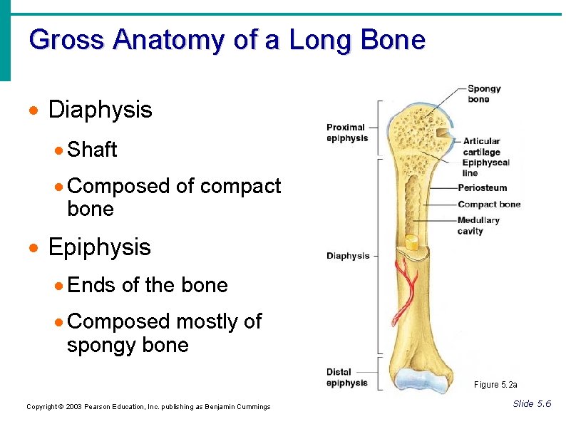 Gross Anatomy of a Long Bone Diaphysis Shaft Composed of compact bone Epiphysis Ends