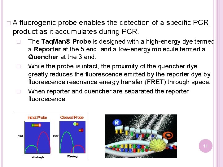 �A fluorogenic probe enables the detection of a specific PCR product as it accumulates