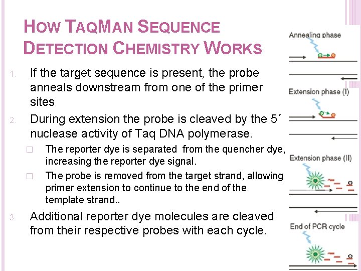 HOW TAQMAN SEQUENCE DETECTION CHEMISTRY WORKS 1. 2. If the target sequence is present,