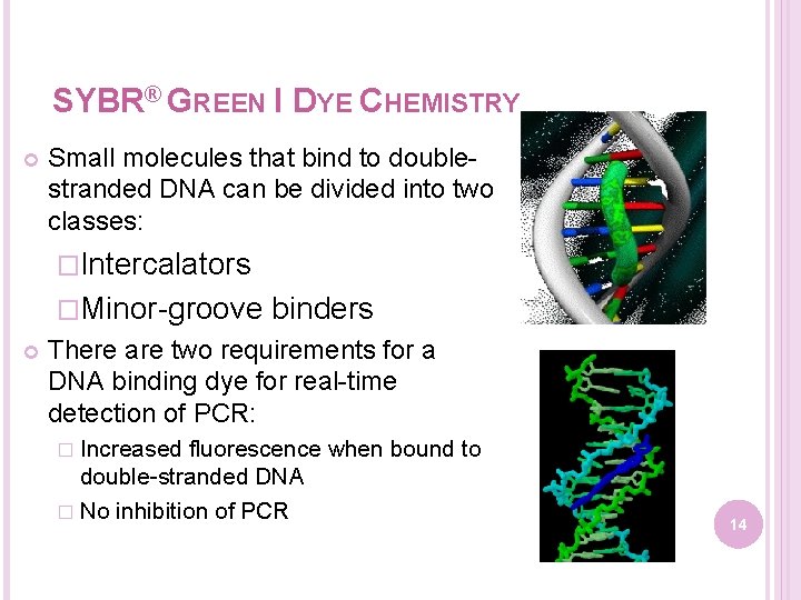 SYBR® GREEN I DYE CHEMISTRY Small molecules that bind to doublestranded DNA can be