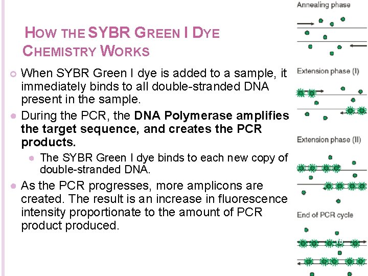 HOW THE SYBR GREEN I DYE CHEMISTRY WORKS When SYBR Green I dye is