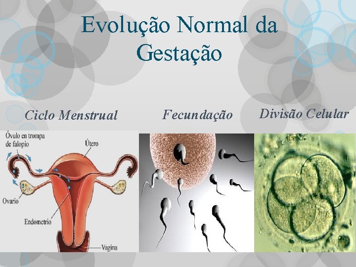 Evolução Normal da Gestação Ciclo Menstrual Fecundação Divisão Celular 