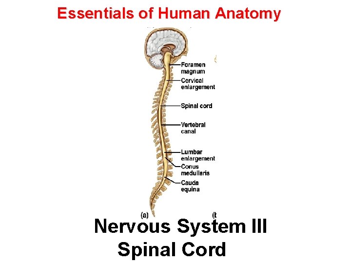 Essentials of Human Anatomy Nervous System III Spinal Cord 