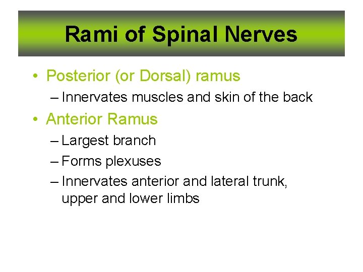 Rami of Spinal Nerves • Posterior (or Dorsal) ramus – Innervates muscles and skin