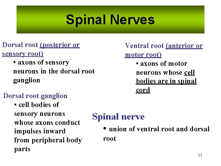 Spinal Nerves Dorsal root (posterior or sensory root) • axons of sensory neurons in