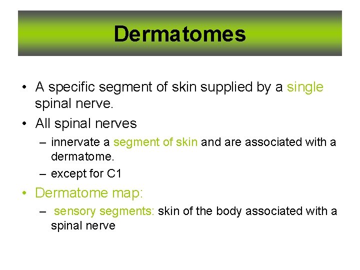 Dermatomes • A specific segment of skin supplied by a single spinal nerve. •