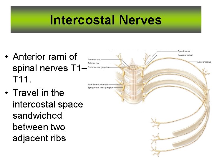 Intercostal Nerves • Anterior rami of spinal nerves T 1– T 11. • Travel