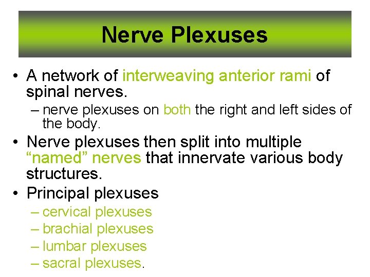 Nerve Plexuses • A network of interweaving anterior rami of spinal nerves. – nerve