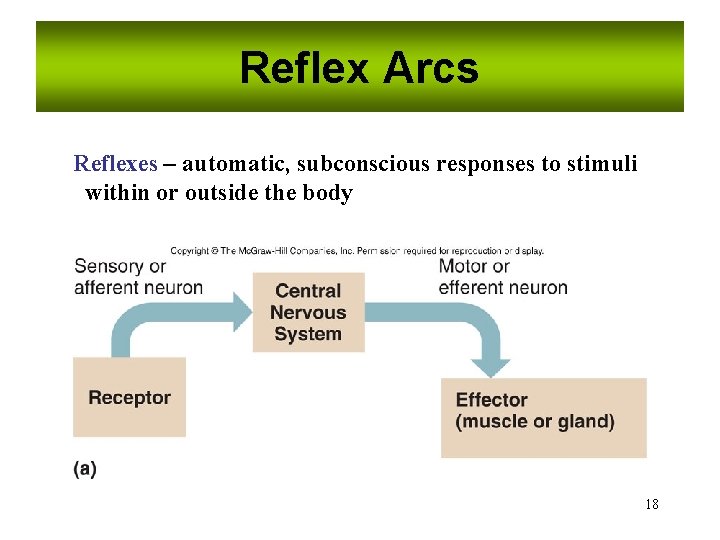 Reflex Arcs Reflexes – automatic, subconscious responses to stimuli within or outside the body
