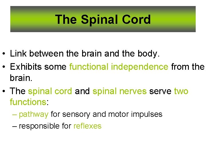 The Spinal Cord • Link between the brain and the body. • Exhibits some