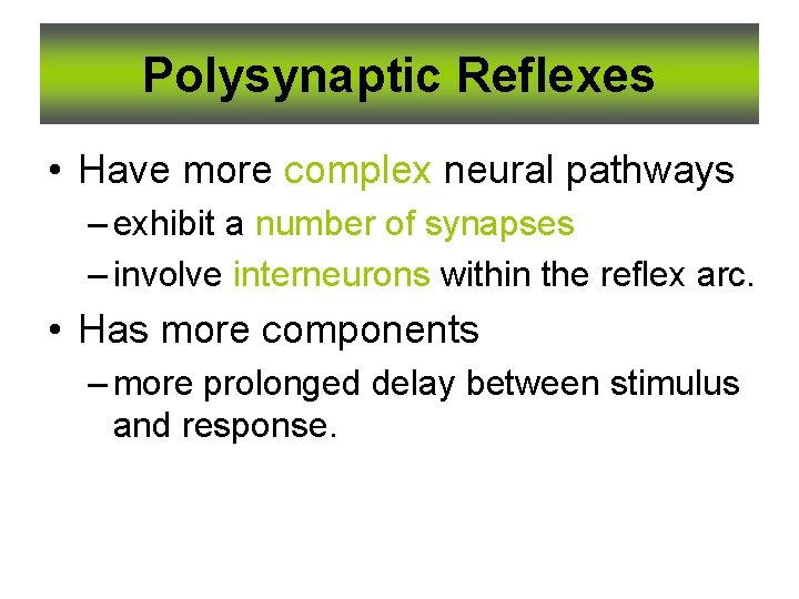 Polysynaptic Reflexes • Have more complex neural pathways – exhibit a number of synapses