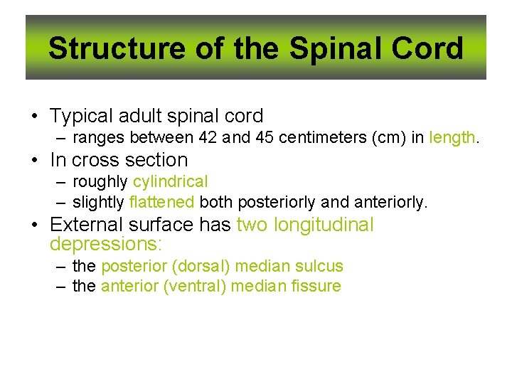 Structure of the Spinal Cord • Typical adult spinal cord – ranges between 42