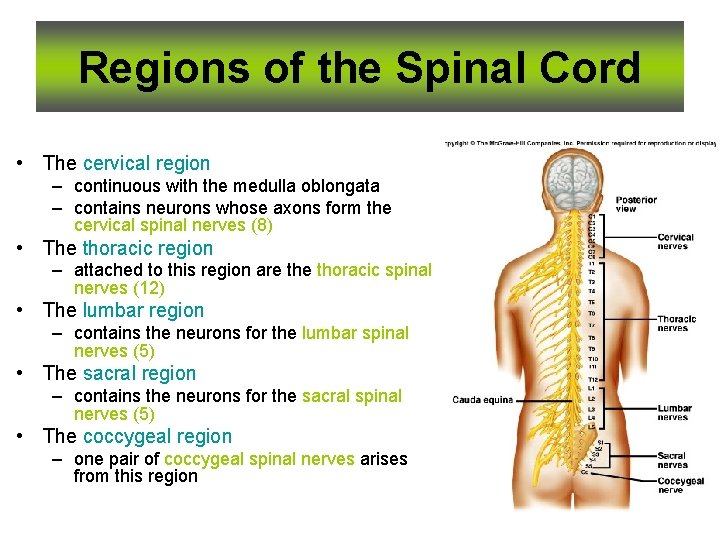 Regions of the Spinal Cord • The cervical region – continuous with the medulla