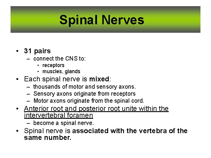 Spinal Nerves • 31 pairs – connect the CNS to: • receptors • muscles,