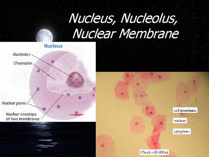 Nucleus, Nucleolus, Nuclear Membrane 