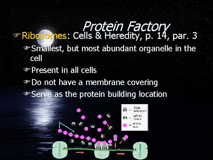 Protein Factory FRibosomes: Cells & Heredity, p. 14, par. 3 FSmallest, but most abundant