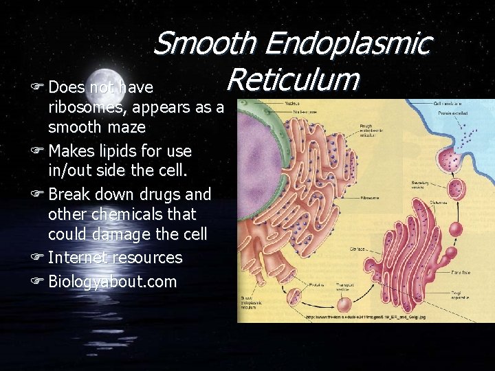 Smooth Endoplasmic Reticulum F Does not have ribosomes, appears as a smooth maze F