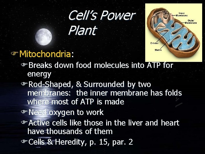 Cell’s Power Plant FMitochondria: FBreaks down food molecules into ATP for energy FRod-Shaped, &