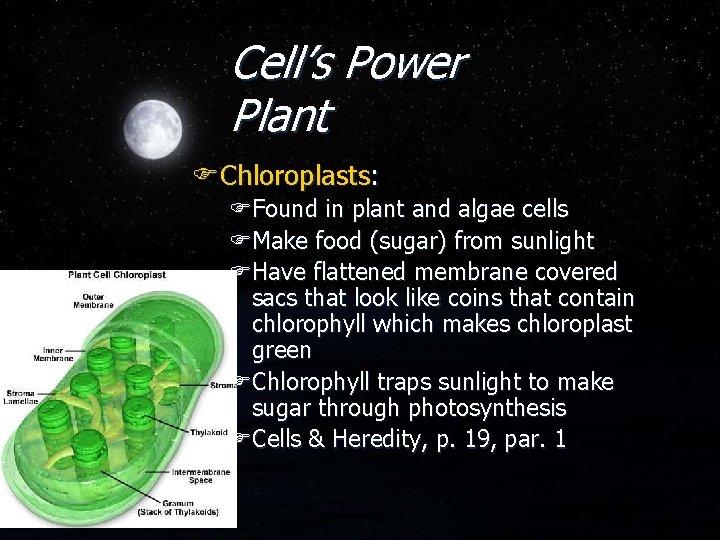 Cell’s Power Plant FChloroplasts: FFound in plant and algae cells FMake food (sugar) from