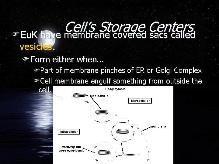 Cell’s Storage Centers FEu. K have membrane covered sacs called vesicles. FForm either when…